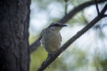 Bird in a branch