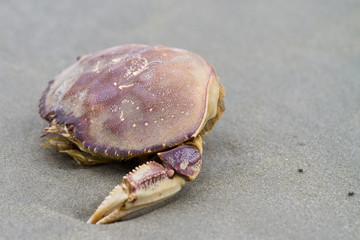 crab shell on the beach