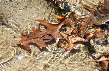 Icy water and Autumn Leaves