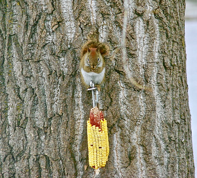 Red Squirrel with Corn