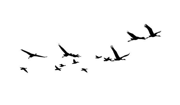 Common Crane and Greater white-fronted goose in flight silhouettes