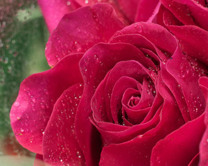  Red rose with drops of dew on petals