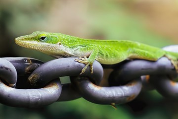 Anole On Chain