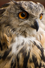 Bengal Eagle