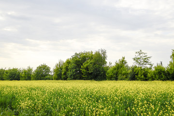 Rapeseed field. Yellow rape flowers, field landscape.