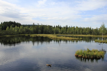 Peat bog of Chalupska slat, National Park Sumava, Czech Republic.