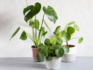 Pilea peperomioides and monstera in the pot. Single plant, concrete background. 