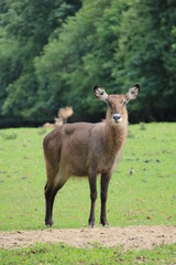 Fototapeta premium Portrait of Leche. Safari, ZOO Dvur Kralove. Czech Republic.