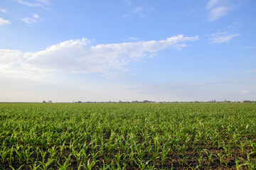 Young green corn on the field. Corn field in the spring. Growing