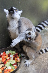 Ring-tailed Lemur mother with baby in the zoo.