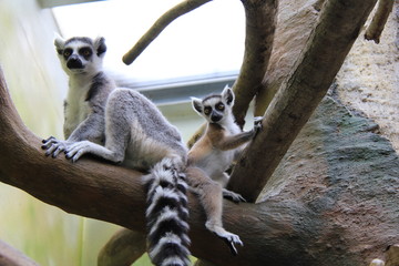Portrait of Ring-tailed Lemur mother with baby in the zoo.