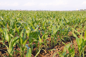 Young green corn on the field. Corn field in the spring. Growing