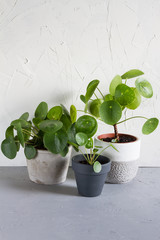 Pilea peperomioides in the pot. Single plant, concrete background.