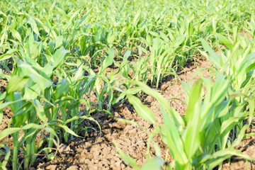 Young green corn on the field. Corn field in the spring. Growing