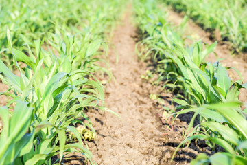 Young green corn on the field. Corn field in the spring. Growing