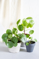 Pilea peperomioides in the pot. Single plant, concrete background.