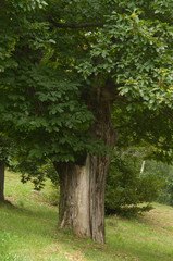Esskastanienbaum im Köstental bei Aicha