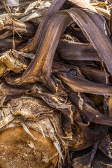 Gefällte und vertrocknete Reste einer Palme