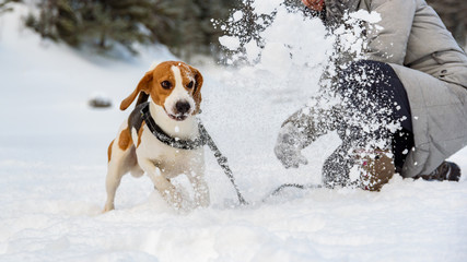 Dog run Beagle fun in a snow with girl