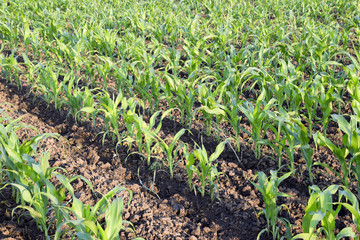 Young green corn on the field. Corn field in the spring. Growing