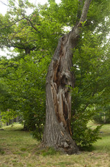 Esskastanienbaum im Köstental bei Aicha