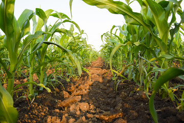 Young green corn on the field. Corn field in the spring. Growing