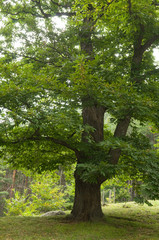 Esskastanienbaum im Köstental bei Aicha