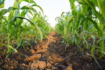 Young green corn on the field. Corn field in the spring. Growing