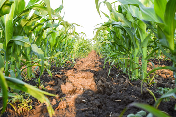 Young green corn on the field. Corn field in the spring. Growing