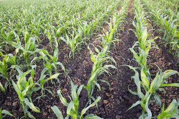 Young green corn on the field. Corn field in the spring. Growing