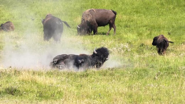 a bison bull rolling in dirt during the rut in yellowstone national park, usa