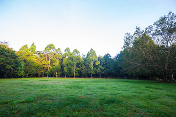 Obraz premium Park green meadow with tree