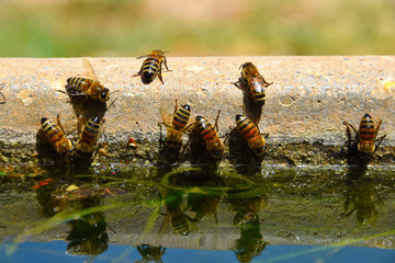 Bees on water