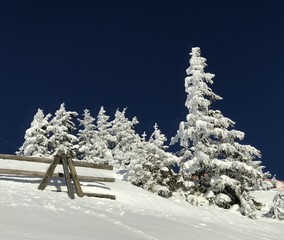 Winterlandschaft mit tief verschneiten Bäumen in den österreichischen Alpen bei Großarl