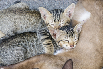 Sweet moment group of different kitten sleeping on the floor., selective focus., cat sleeping. lovely concept. family concept. friendly concept.