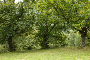 Obraz premium Esskastanienbäume im Köstental bei Aicha