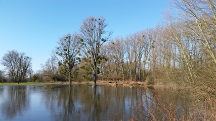 Bäume bei Hochwasser auf den Rheinwiesen in Düsseldorf