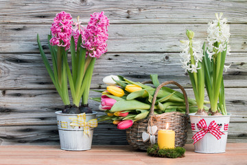 Frühlingserwachen mit duftenden blühenden Hyazinthen und Tulpen rustikal vor Holzhintergrund