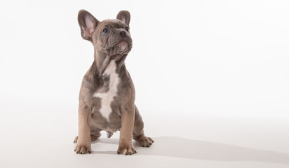 French bulldog puppy looking up