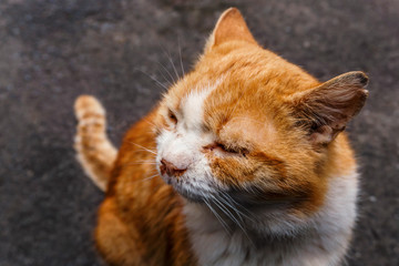 Homeless beautiful red cat with white stripes on the streets of the city wounded after a fight