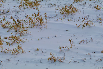 Fototapeta premium After the Prairie Blizzard