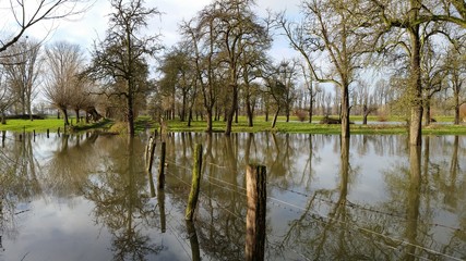 Bäume bei Hochwasser auf den Rheinwiesen in Düsseldorf