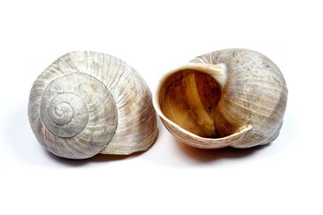 Closeup empty edible snail  (Helix pomatia) isolated on the white background