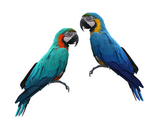 Naklejka premium Macaws bird isolated on white background with clipping path.
