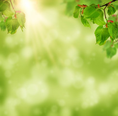 Young linden branch with buds in the sun. Spring morning. Linden tree with spring foliage.