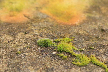 One forked piece of a green moss grow on a stone wall with a delicate texture - nature blurred background design.
