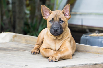 Thai Ridgeback Dog eat food., Female hand patting thai Ridgeback dog head., Love between dog and human. friendship concept. love concept. takecare concept.