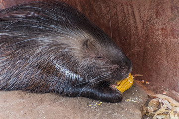 Zoom Erlebniswelt Gelsenkirchen