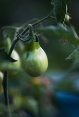 Green Pear Tomato On Vine