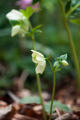 Light Green Hellebore